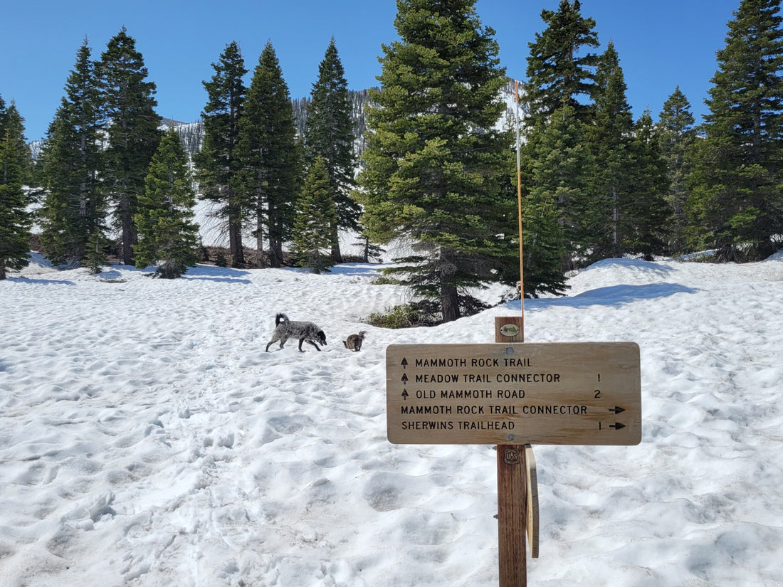 Mammoth Lakes Summer 2023 Outlook