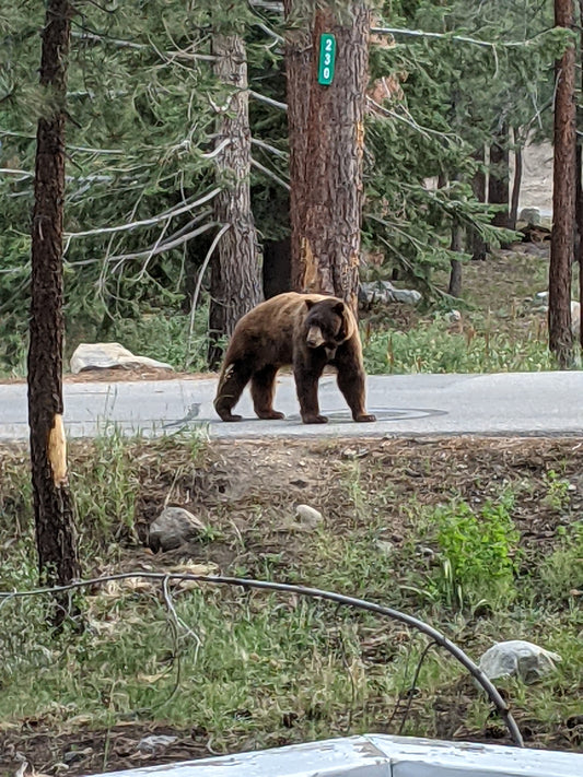 Best places to see bears in Mammoth Lakes
