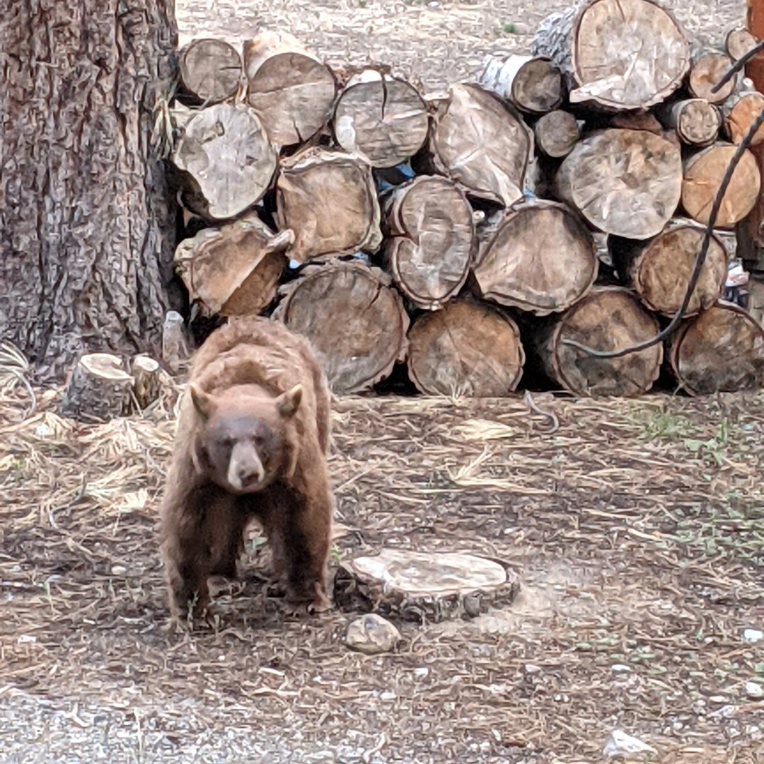 RIP Victor, Mammoth Lakes' most famous bear – Faultline395